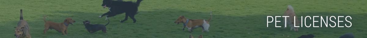 Pet Licenses with dogs playing in grass